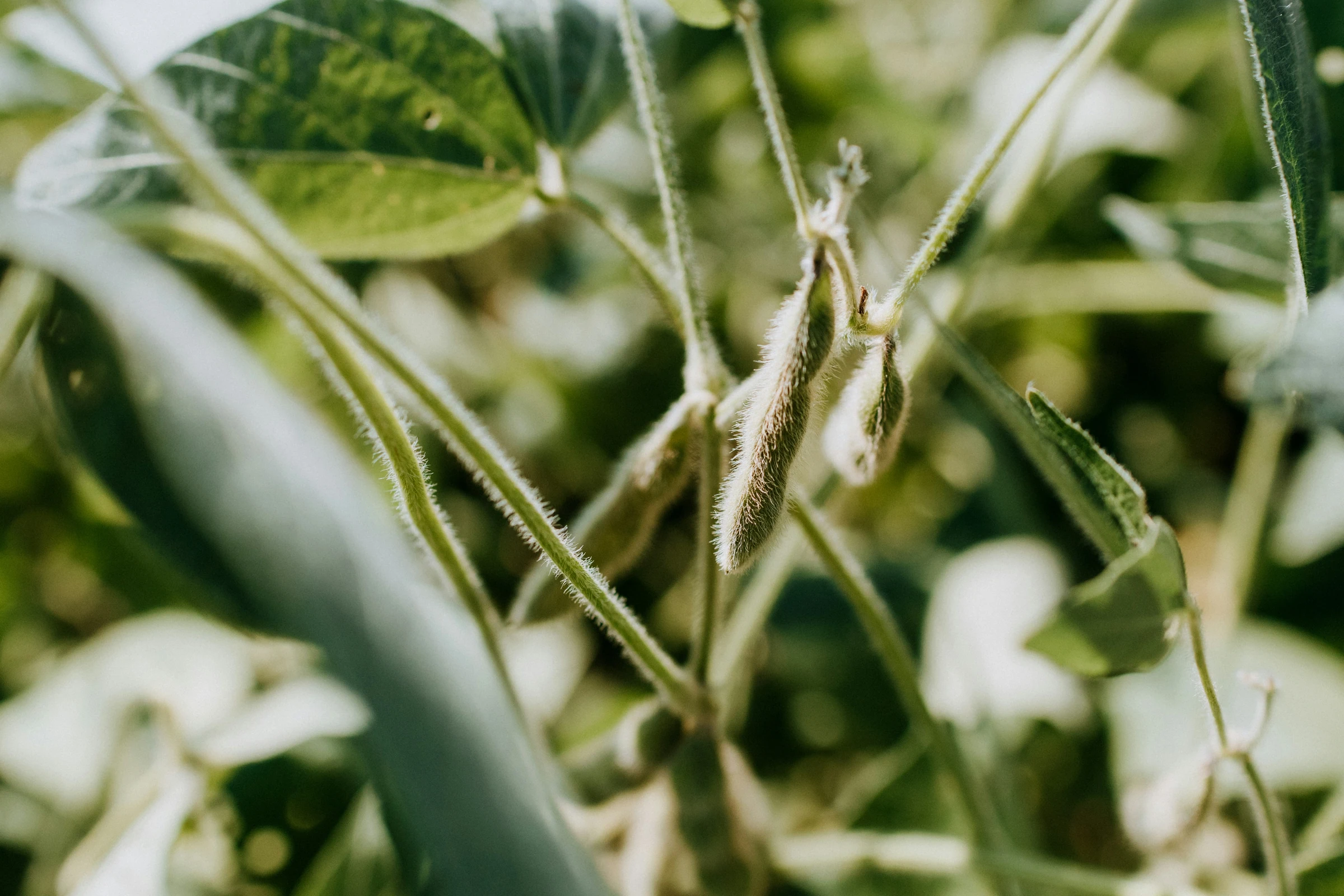 Soybean pods developing on the plant