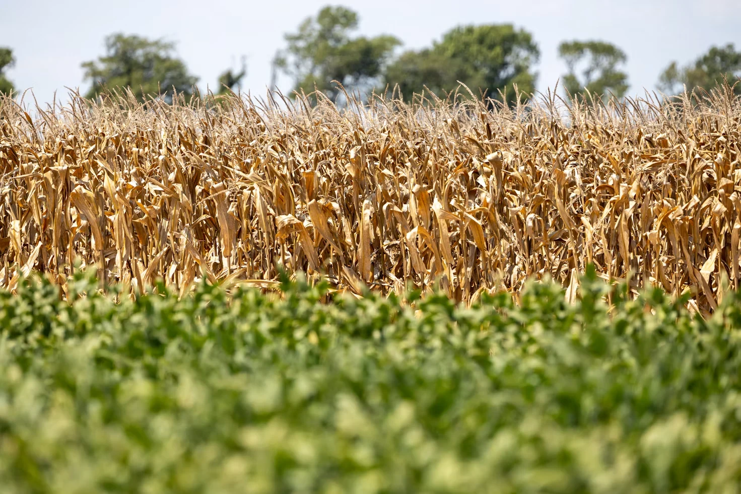 Golden cornfield with green crops in the foreground and trees beyond