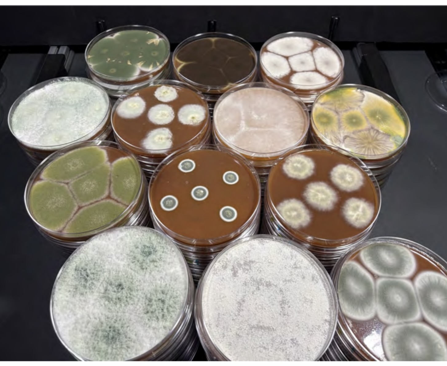 D-Comp fungal cultures growing in laboratory plates