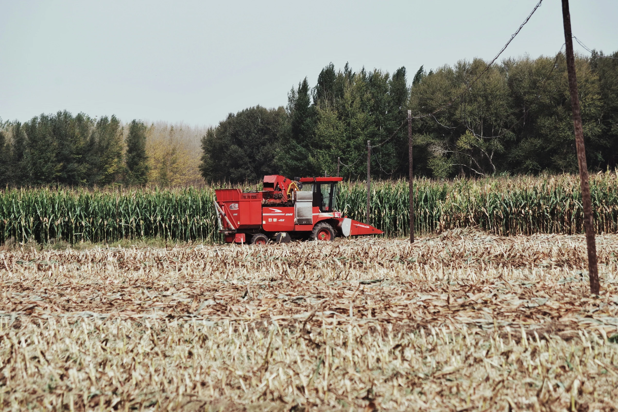 Red combine harvesting corn beside a tree-lined field
