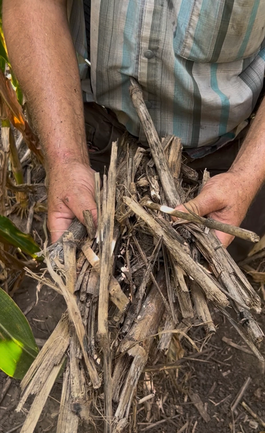 Treated crop residue from September 2025
