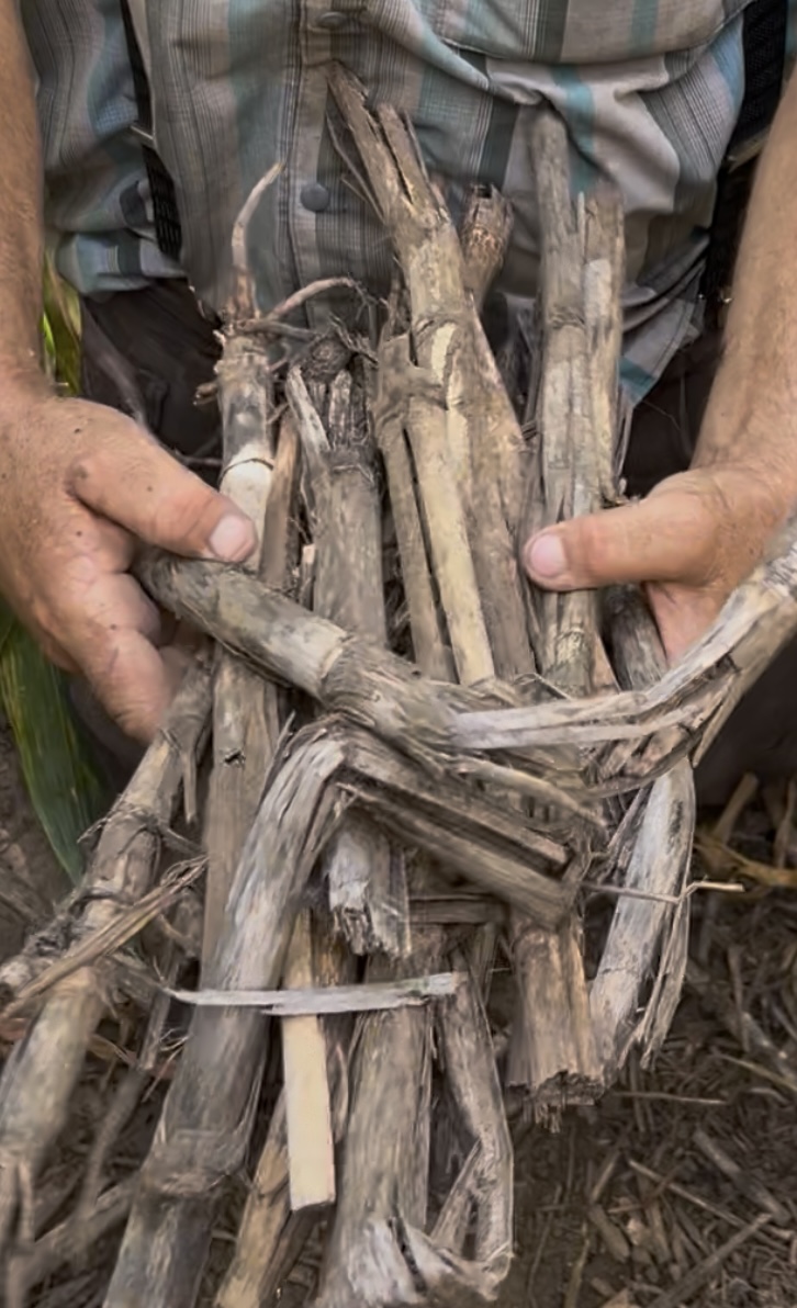 Untreated crop residue from September 2025