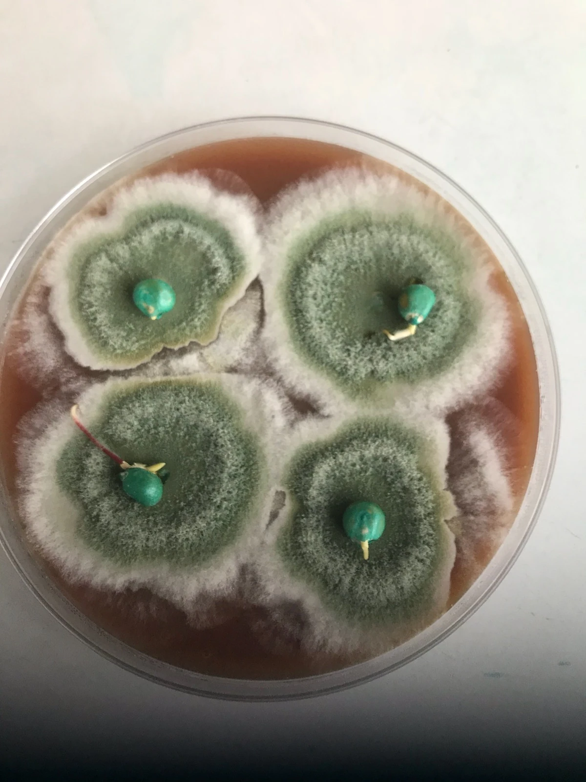Treated seeds showing microbial growth in a petri dish