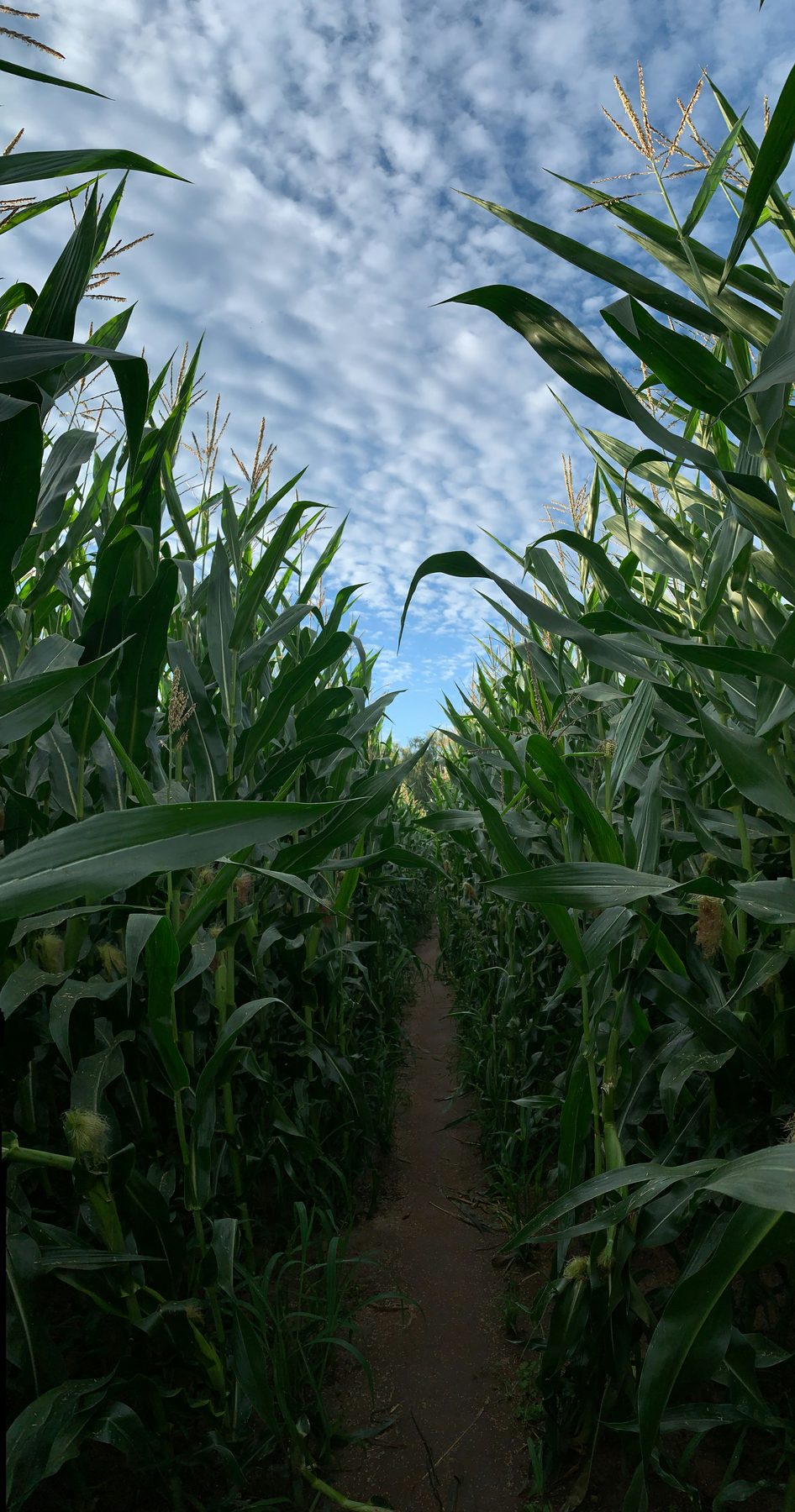 Sunlight and blue sky above a corn canopy
