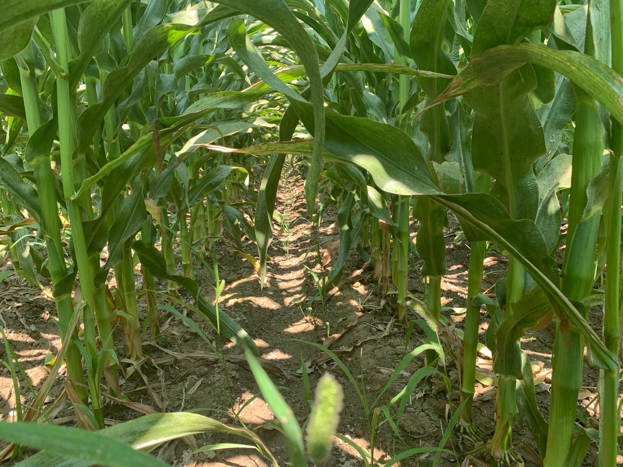 Treated corn from the summer 2025 field comparison