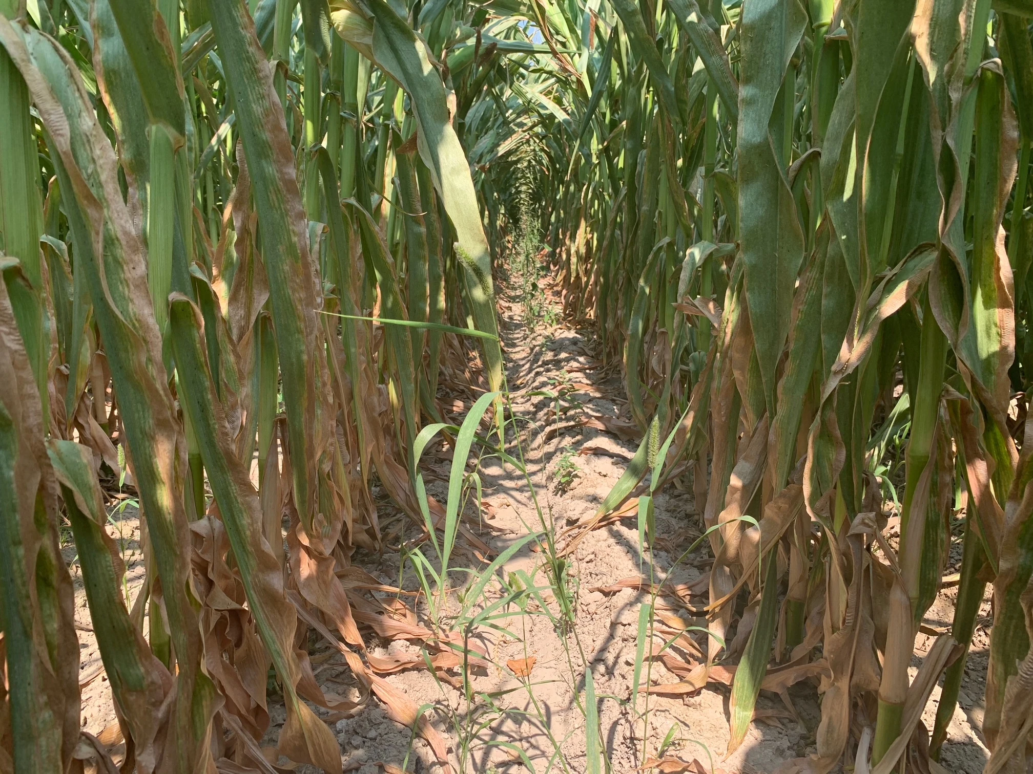 Untreated corn from the summer 2025 field comparison