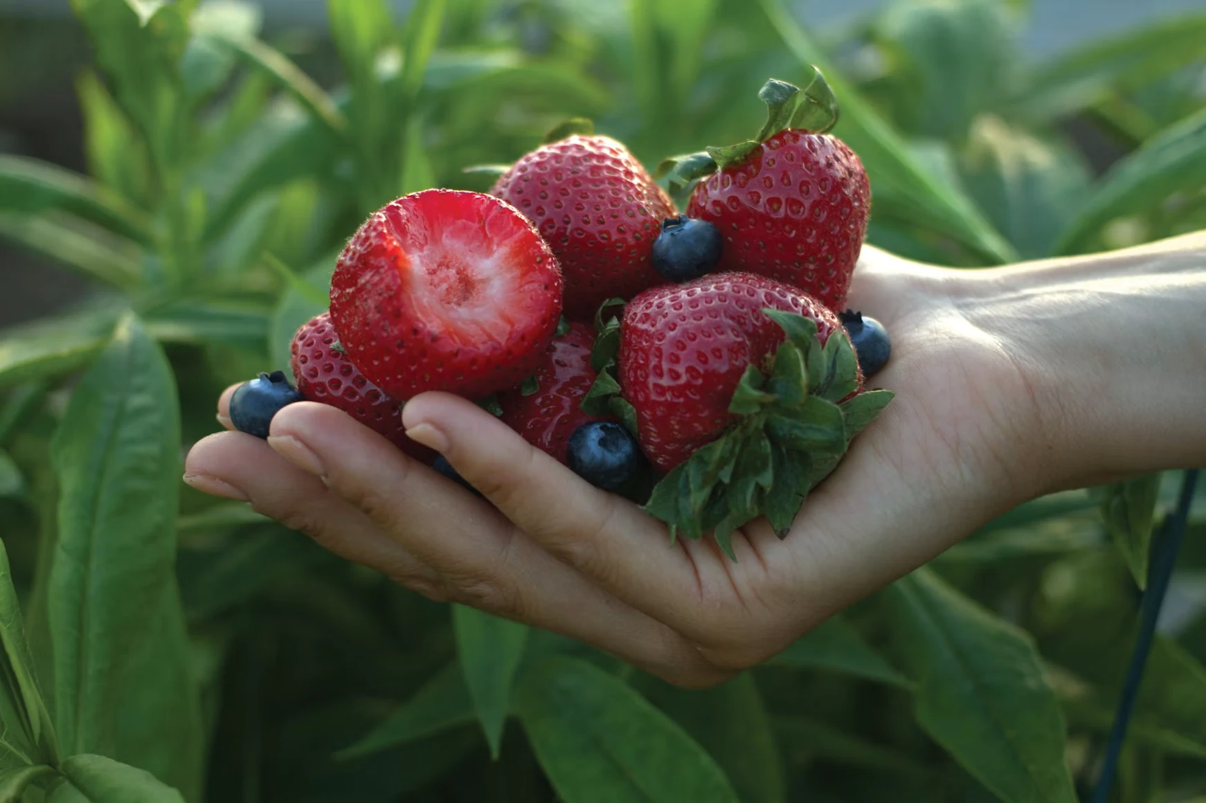 Berries from the supplied Nutri-Cycle Bloom page
