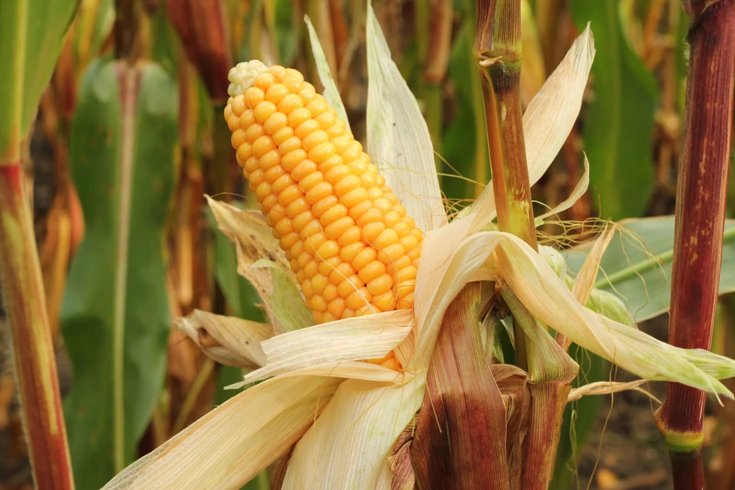 Corn from the supplied Nutri-Cycle Bloom page