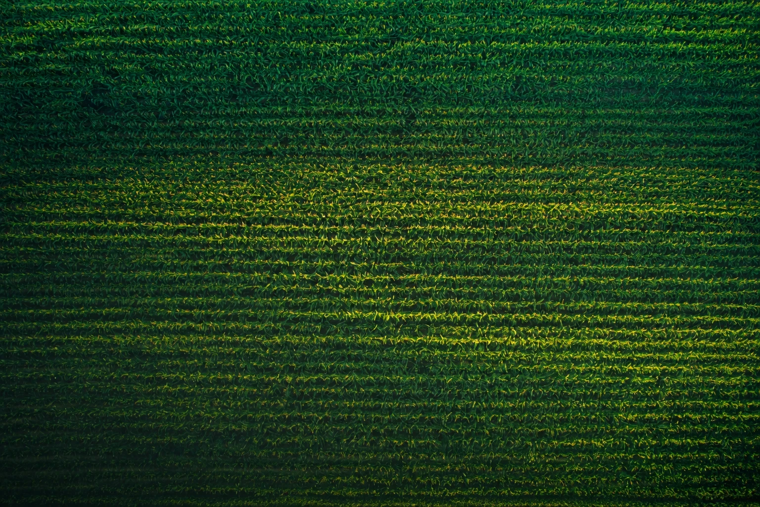 Aerial view of green crop rows running horizontally across the field