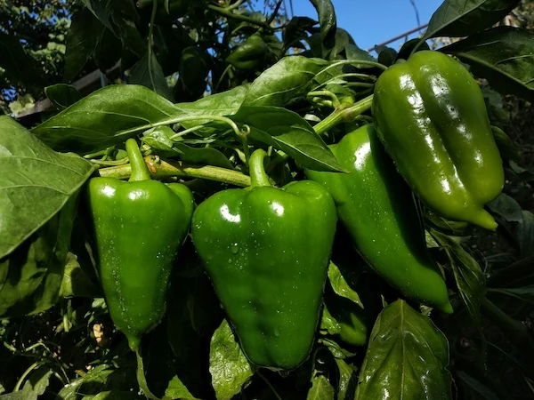 Green peppers growing on the plant
