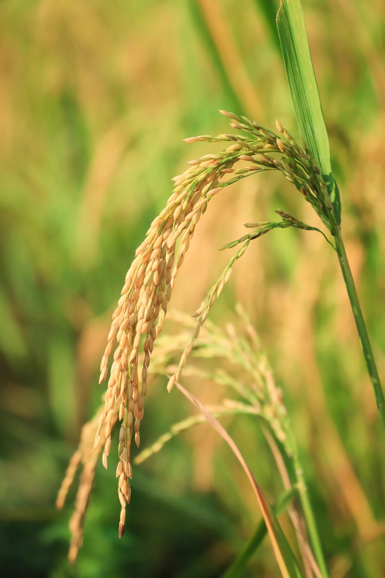 Rice from the supplied Nutri-Cycle Bloom page