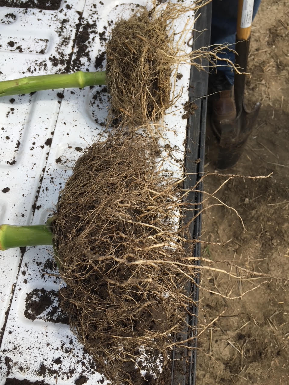 Corn roots on a white surface, 2017: untreated plant at the top and Nutri-Cycle-treated plant at the bottom