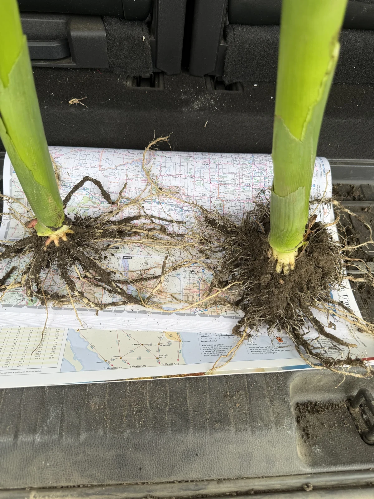 Corn root comparison, 2026: untreated plant on the left and Nutri-Cycle-treated plant on the right