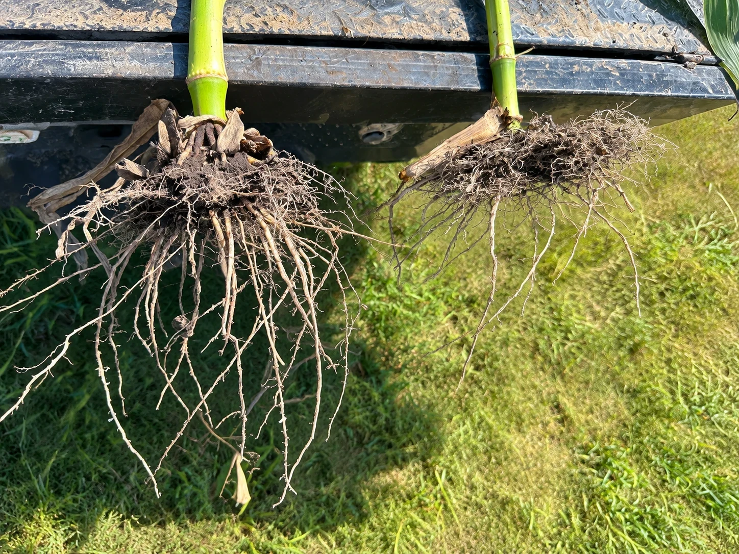 Corn roots pointing downward: Nutri-Cycle-treated plant on the left and untreated plant on the right