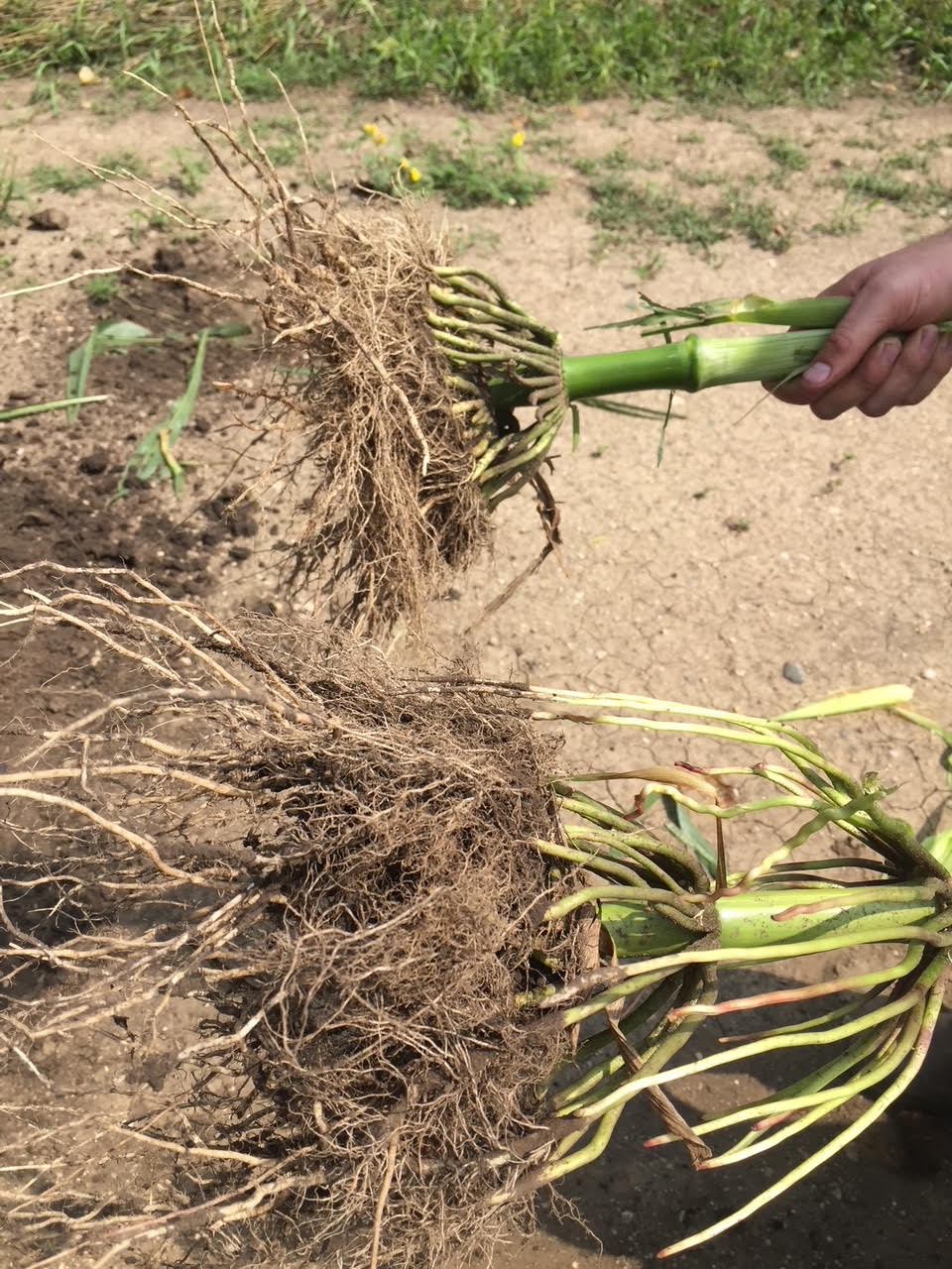 Corn root systems from the supplied Nutri-Cycle page