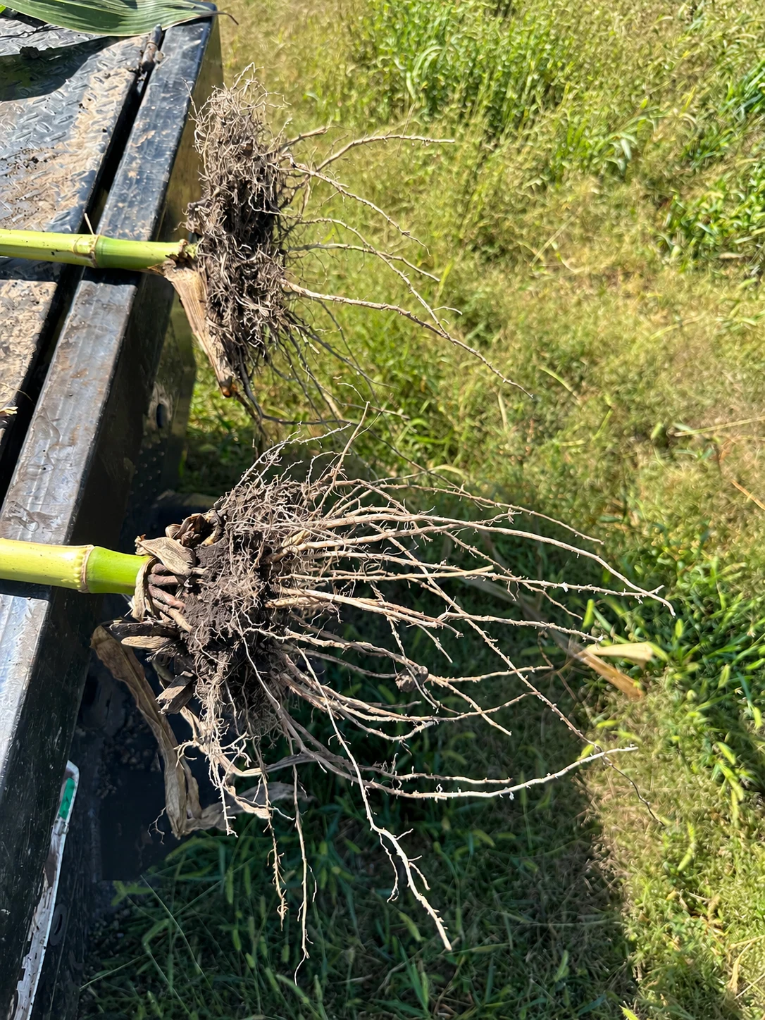 Two corn plants with exposed roots resting on the edge of a truck bed
