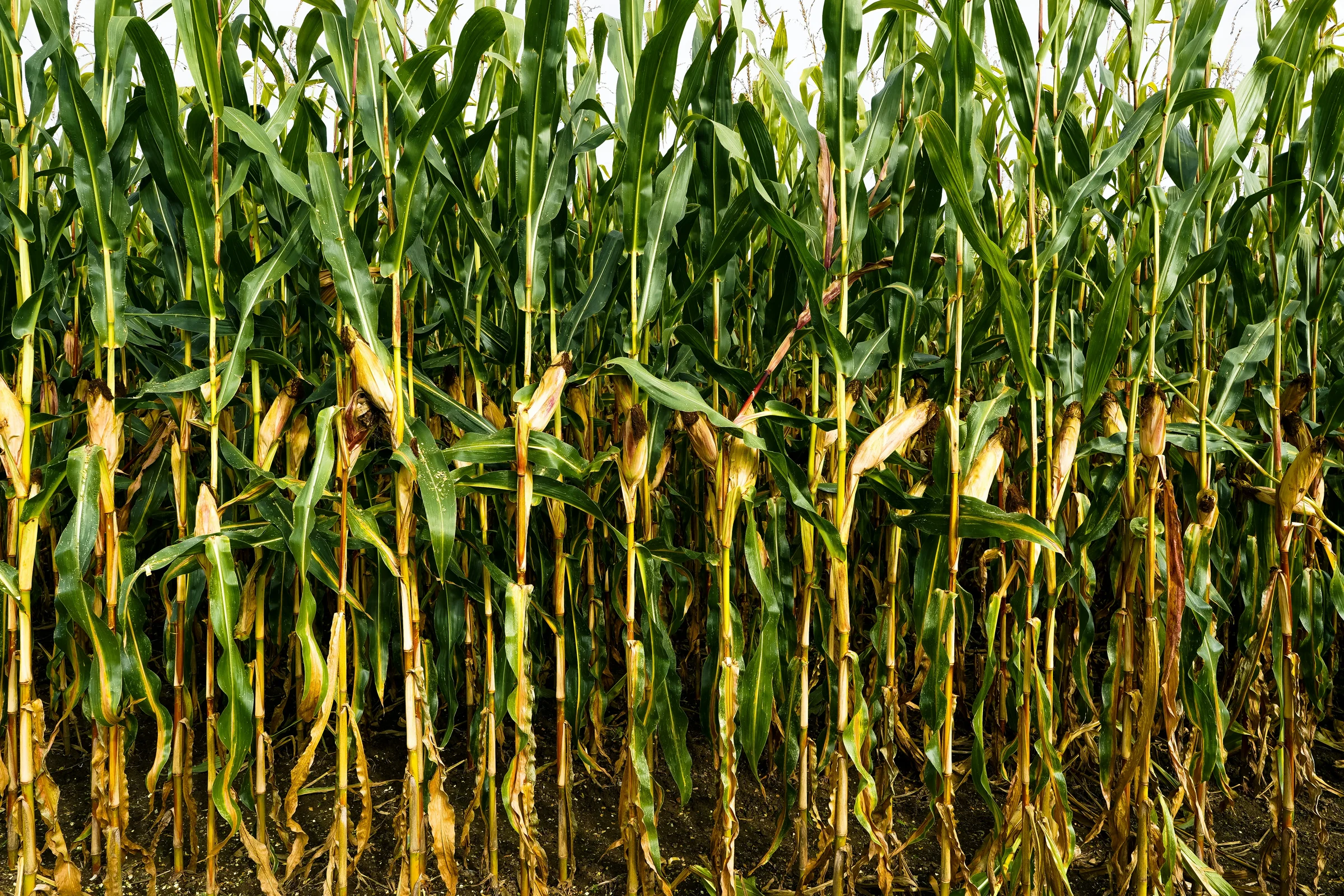 Sunlit corn stalks with green leaves and golden ears